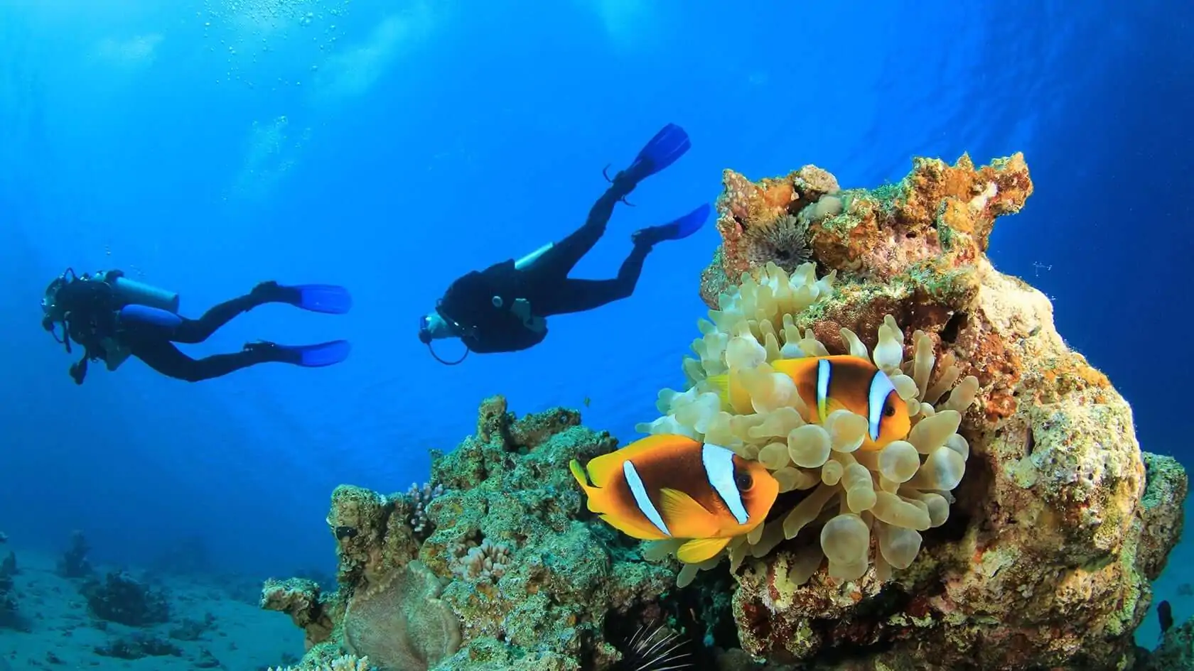 Dive into Adventure: Scuba Diving Tour Experiences for All