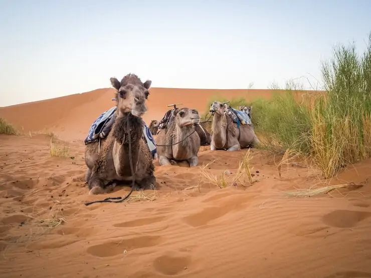 Private Evening Desert Safari Dubai