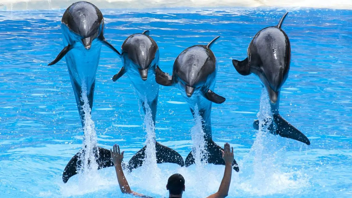Alanya Tururi cu delfini