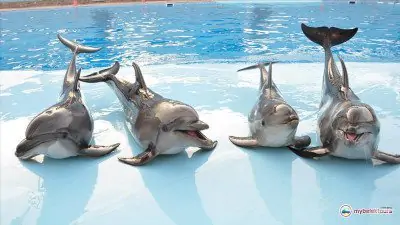 Belek Dolphin Tours