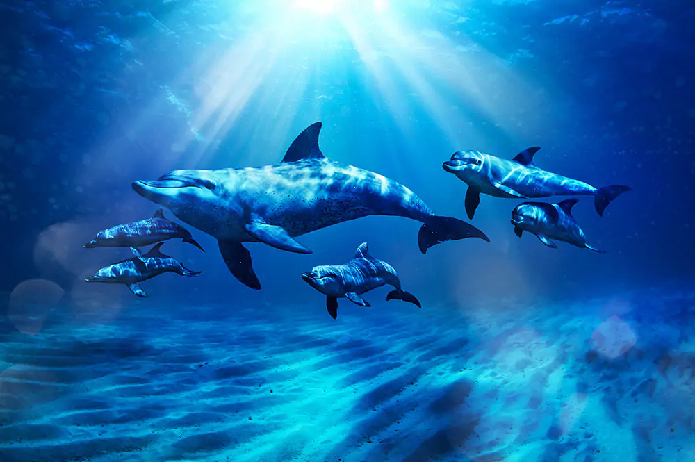 Spectacolul Delfinilor din Dubai