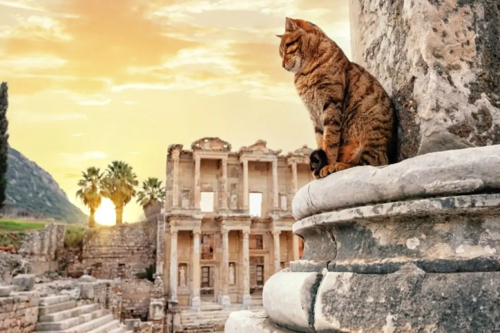 Half Day Ephesus Tour from Kusadasi