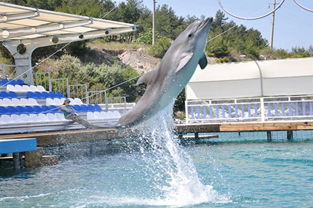 Pokaz delfinów w Bodrum