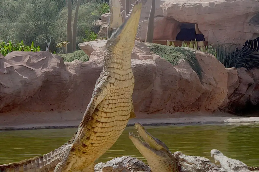 Wycieczka do Crocoparc