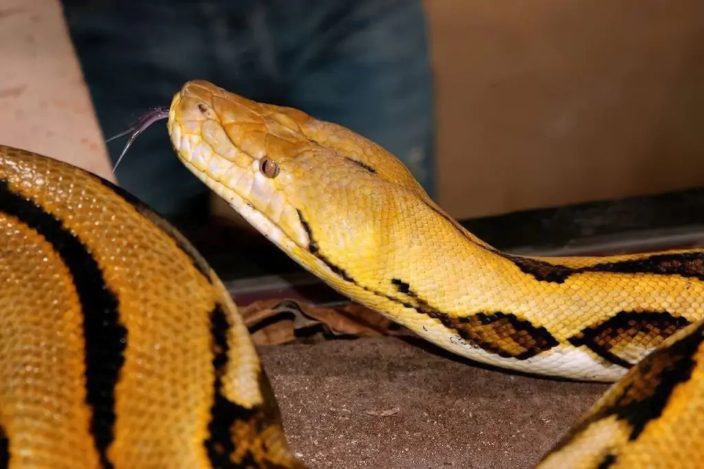 Wycieczka do Crocoparc