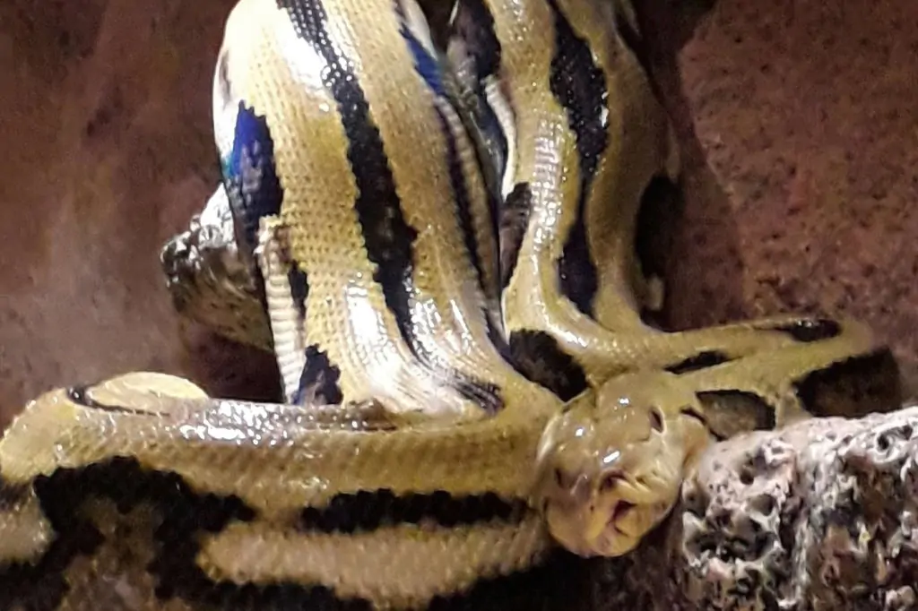 Wycieczka do Crocoparc