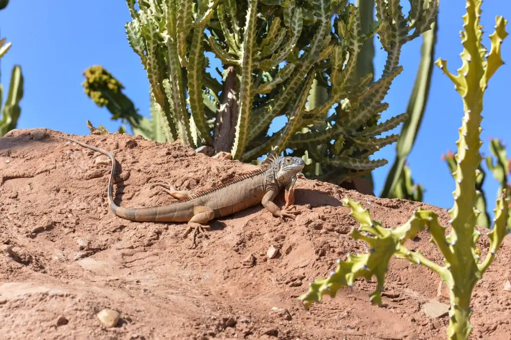 Wycieczka do Crocoparc