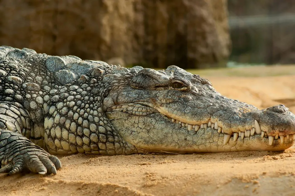 Wycieczka do Crocoparc