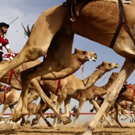 Sheikh Faisal, Camel Race Track and Equestrian Club