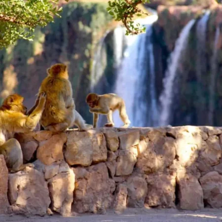 Private day trip to Ouzoud Waterfalls
