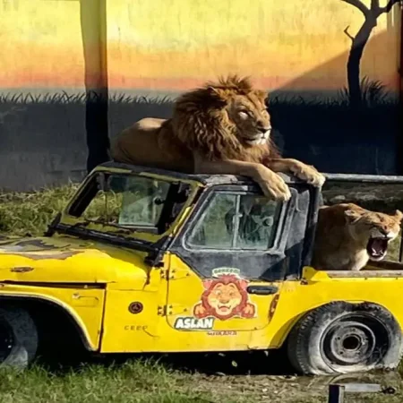 Turul grădinii zoologice, acvariului și terariului Lion Land