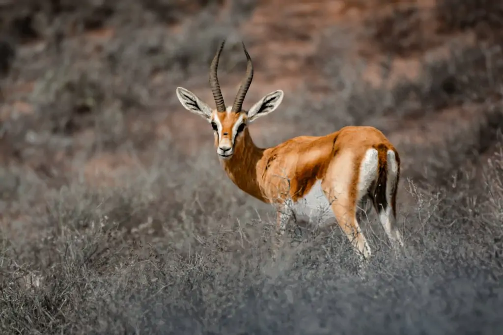 Von Agadir aus: Souss-Massa-Nationalpark-Tour mit Mittagessen