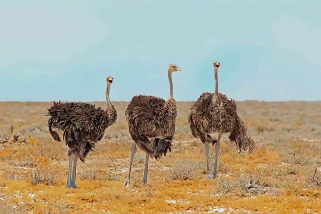 Von Agadir aus: Souss-Massa-Nationalpark-Tour mit Mittagessen