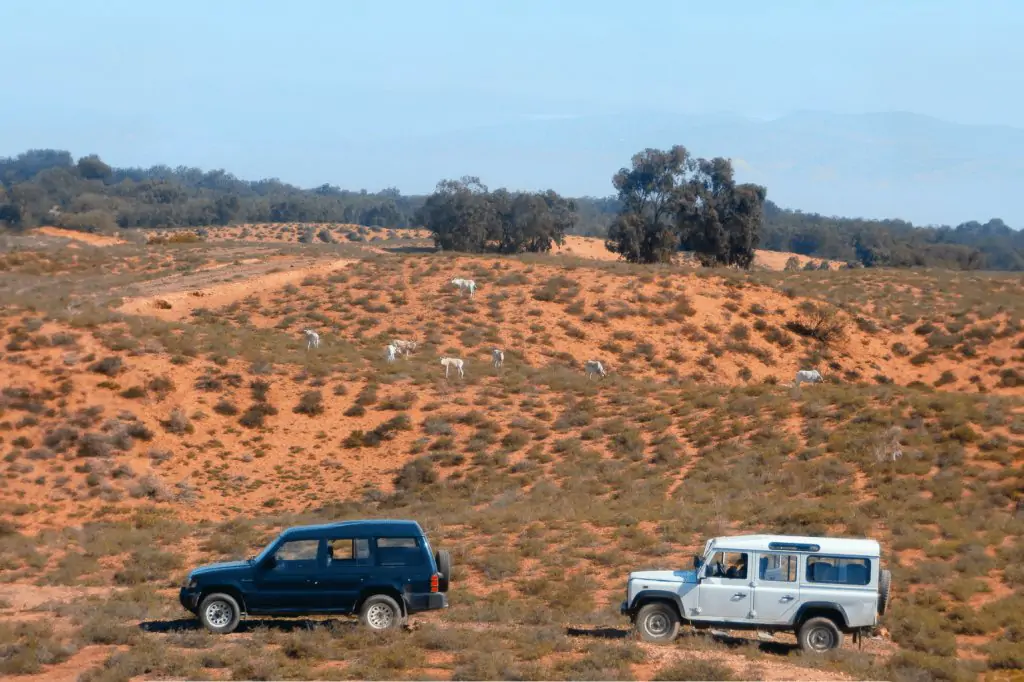 Von Agadir aus: Souss-Massa-Nationalpark-Tour mit Mittagessen