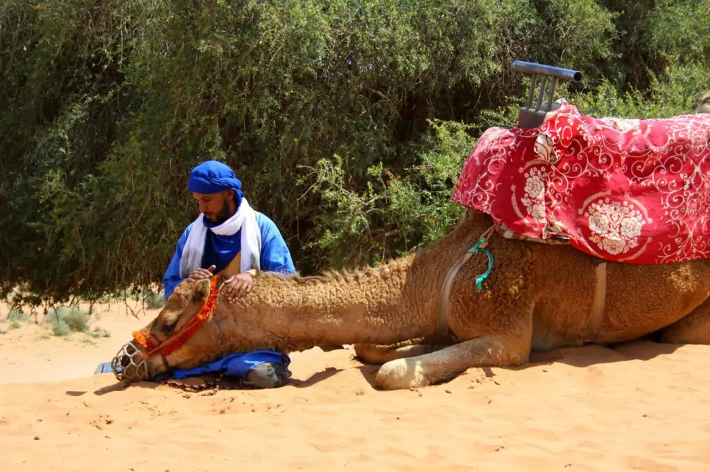 Von Agadir aus: Souss-Massa-Nationalpark-Tour mit Mittagessen