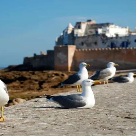 Ganztägige private Essaouira Tour (bis zu 6 Personen)
