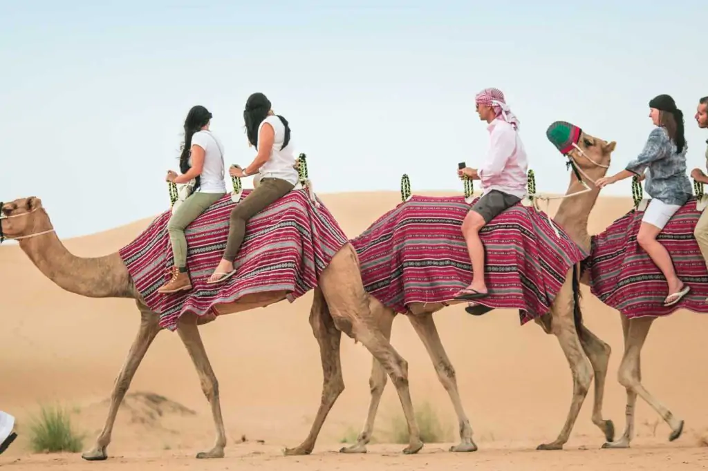 Kamel-Trekking in Dubai