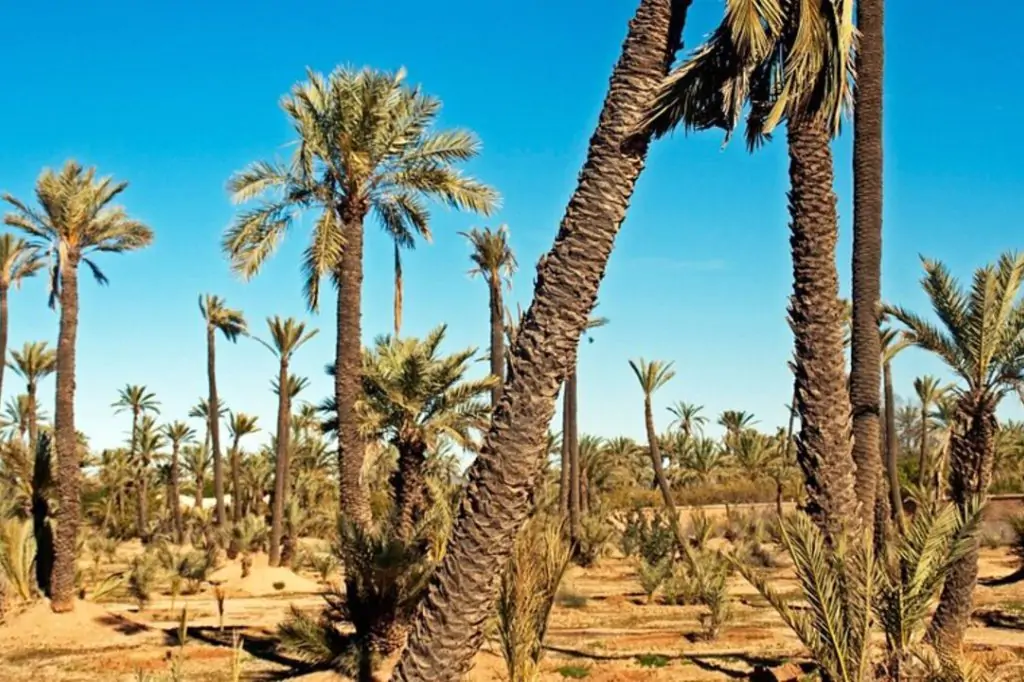 Entdecken Sie Marrakech: Palm Grove Buggy Tour mit authentischem Tee-Erlebnis