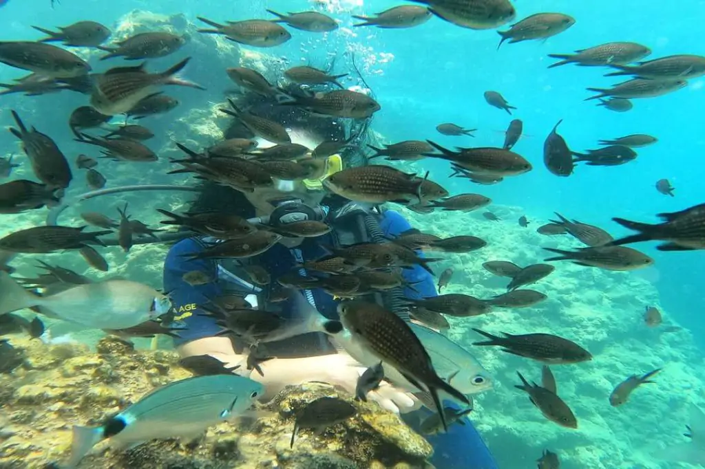 Scuba Diving Tour from Alanya (Alaaddin-1 Boat)