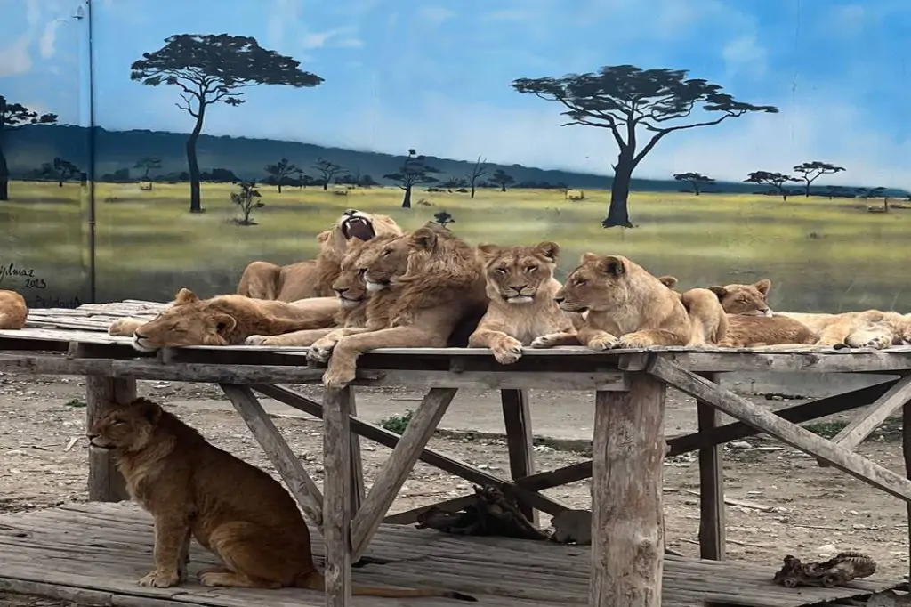 Vă așteaptă o aventură sălbatică: O zi de neuitat la Lion Land Antalya!