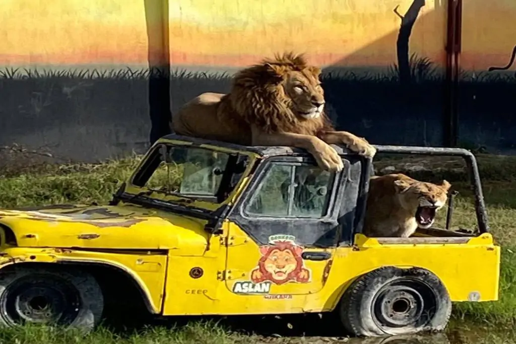 Vă așteaptă o aventură sălbatică: O zi de neuitat la Lion Land Antalya!