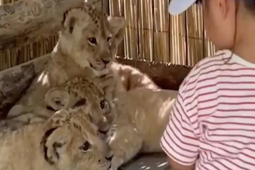 Vă așteaptă o aventură sălbatică: O zi de neuitat la Lion Land Antalya!